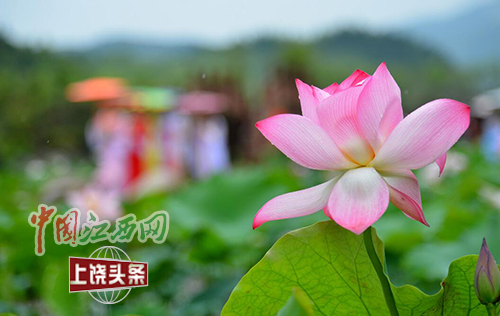 婺源：夏至古村赏雨荷